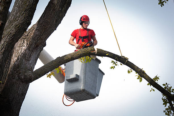 Tree Health Inspection in Ocean View, DE